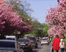 Сакуры весной в Ужгороде. Фото: скриншот YouTube-видео