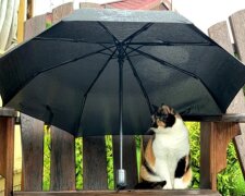 Погода, похолодання на весні, травень, дощі, заморозки. Фото: Telegram