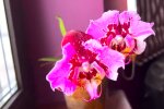 Орхидея. Фото: YouTube