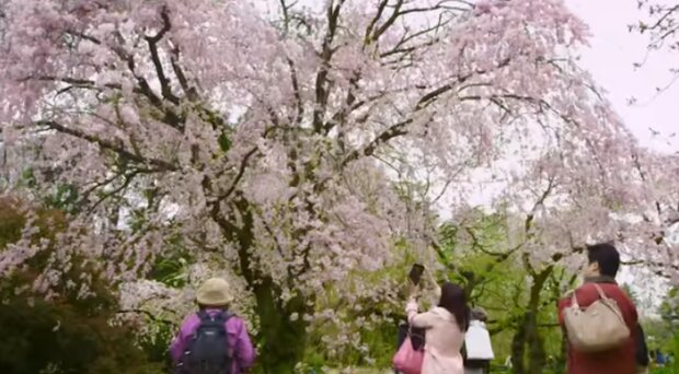 Власти Японии готовы платить туристам за посещение страны. Фото: скриншот YouTube