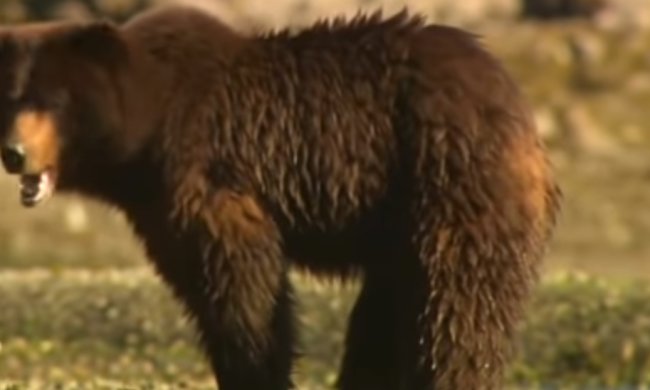 Сеть смеется над медведем. Фото: скриншот YouTube