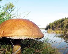 Огромный гриб. Фото: скриншот YouTube