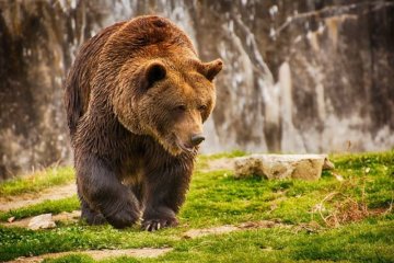 Аномалия природы: в Карпатах разгулялись медведи, небывалое тепло не дает им впасть в спячку, наедают «жирок»