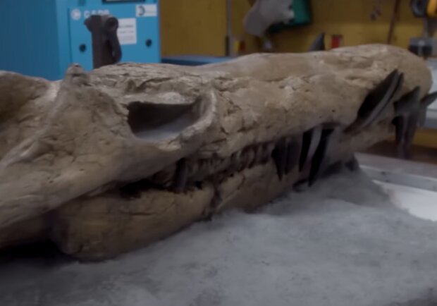 Самый огромный череп в мире. Фото: скриншот YouTube
