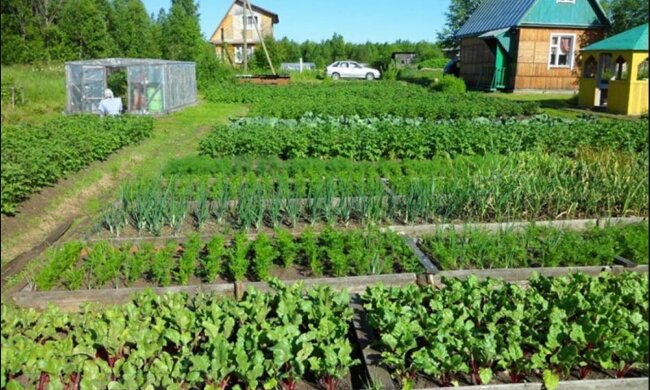 Город, земельна ділянка, українці. Фото: Telegram