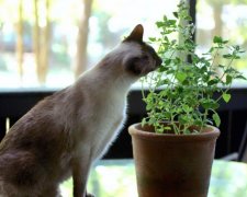 Названы комнатные растения, от которых нужно избавиться, если у вас живет кот