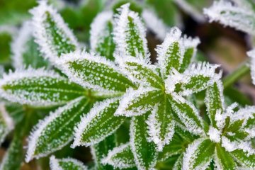 Заморозки. Фото: скриншот росСМИ.