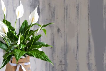 Спатифілум. Фото: YouTube