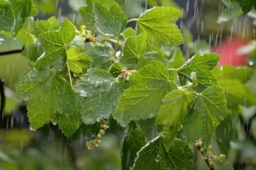 Дощ. Фото: YouTube, скрін