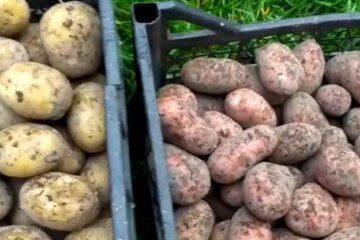 Картофель. Фото: скриншот YouTube