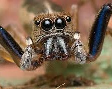 Археологи нашли пауков со светящимися глазами. Их возраст - 10 миллионов лет