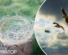 Птахи на Донеччині в'ють гнізда із залишків оптоволокна від дронів