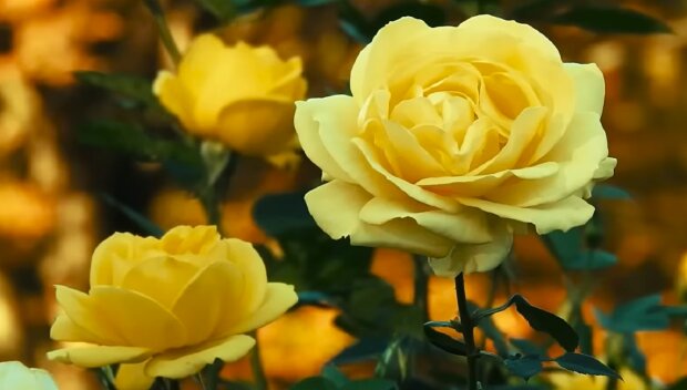 Розы. Фото: YouTube