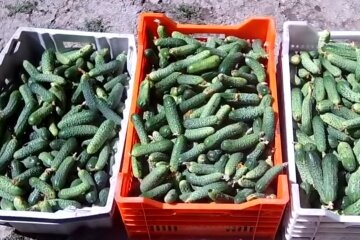 Огірок.  Фото: скріншот YouTube-відео