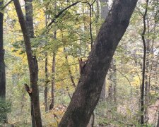 Погода, осінь, потепління. Фото: Стіна