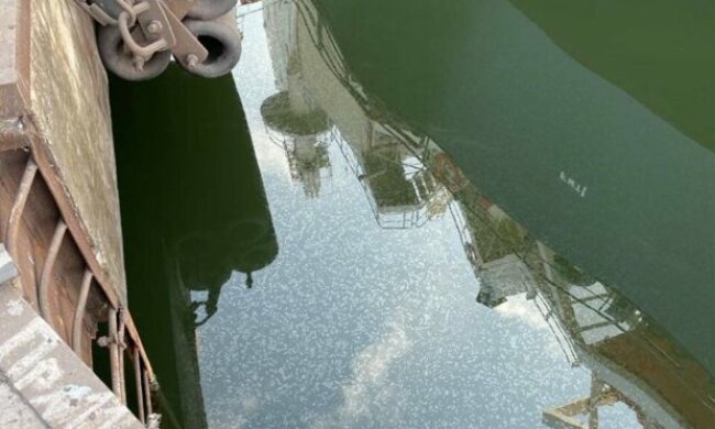 Внаслідок аварії в акваторії Дніпро-Бузького лиману стався розлив соняшникової олії