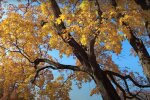 Природа. Фото: скриншот YouTube-видео