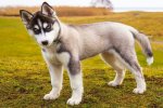 Стало известно, почему одни люди любят собак, а другие – кошек