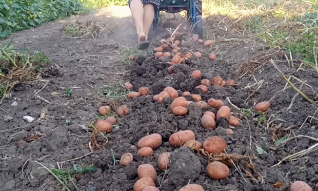 Сбор урожая картофеля. Фото: YouTube
