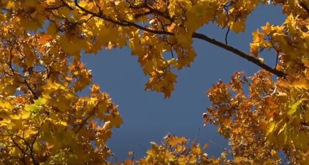 Погода в Украине 24 октября. Фото: скриншот YouTube-видео