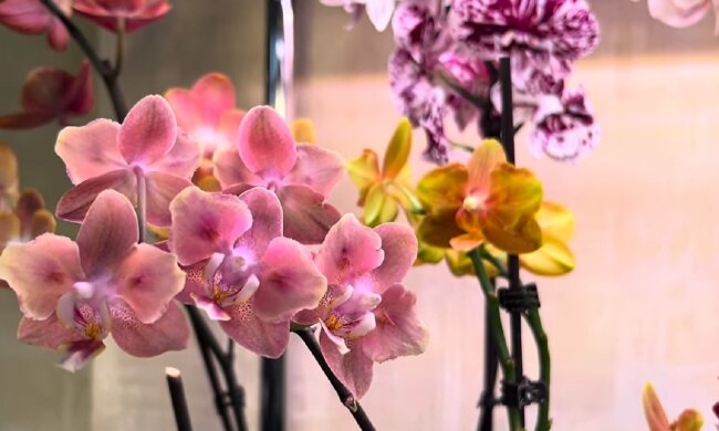 Орхідея. Фото: YouTube