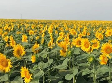 Спека в Україні. Фото: скріншот Instgaram