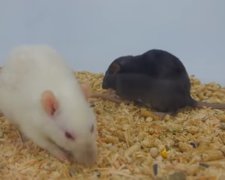 Крысы устроили драку в супермаркете. Фото: скриншот YouTube