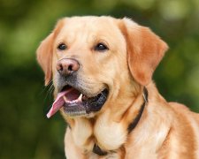 Ученые бьют тревогу: неизвестная болезнь убивает собак, сотни пострадавших животных