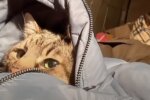 Кот-блогер в борьбе за жизнь: знаменитый харьковский кот Степан покинул Украину