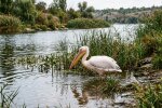 пелікан Хортиця