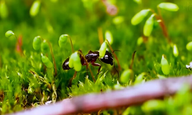 Мураха. Фото: YouTube