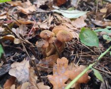 До +15, багато дощів, магнітні бурі: синоптик Наталка Діденко попередила яка погода чекає на українців у вихідні