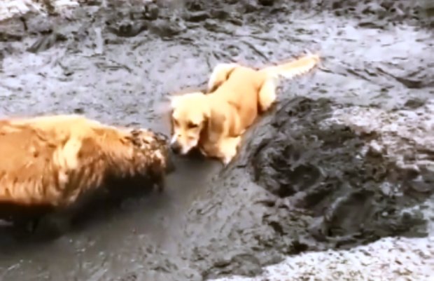 Собачки купаются в грязи. Фото: скрин youtube