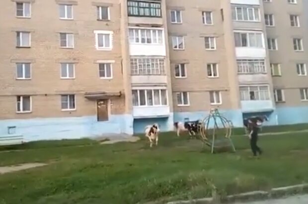 Случай в Челябинске. Фото: Youtube