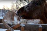 Дружба кота и лошади. Фото: скриншот YouTube
