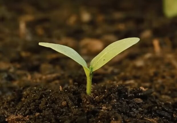 Растение. Фото: скриншот YouTube