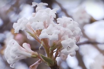 В разных уголках Украины расцвели деревья, скриншот YouTube