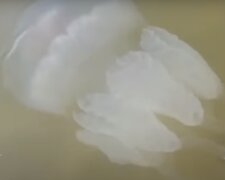 Нашествие медуз на Азовском море. Фото: скриншот видео