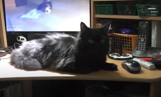 Кот. Фото: скриншот YouTube