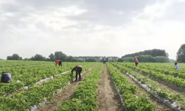 Украинцы в Польше заразились коронавирусом. Фото: скриншот YouTube