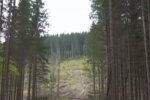 Карпаты стремительно "лысеют". Фото: скриншот YouTube