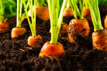 Морковь. Фото: YouTube