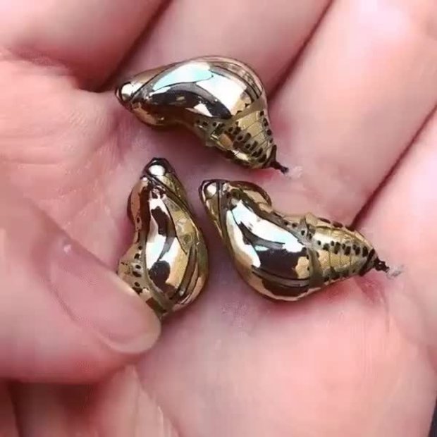 Как выглядят куколки южноамериканской бабочки: их можно спутать с золотыми сережками. Фото