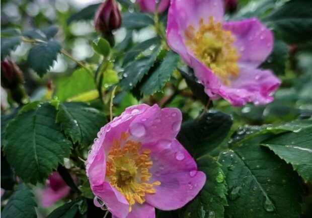 Квітка шипшини під дощем. Фото: скріншот Instgaram
