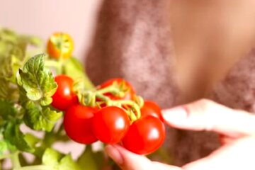 Помидоры. Фото: YouTube