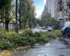 Дикая стихия накрыла Киев: валит деревья и сносит крыши - фото и видео