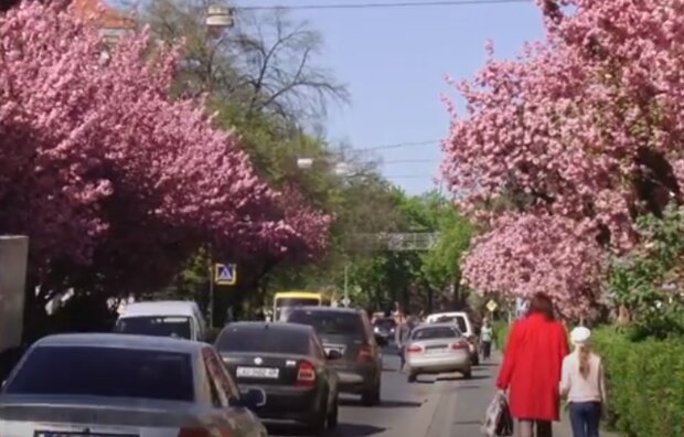 Сакури навесні в Ужгороді. Фото: скріншот YouTube-відео