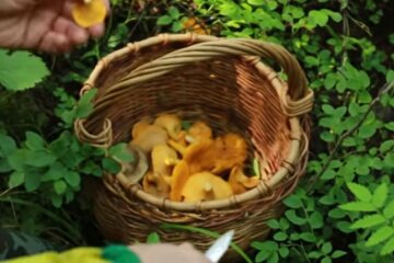 В лесах Украины появились лисички. Фото: скриншот YouTube