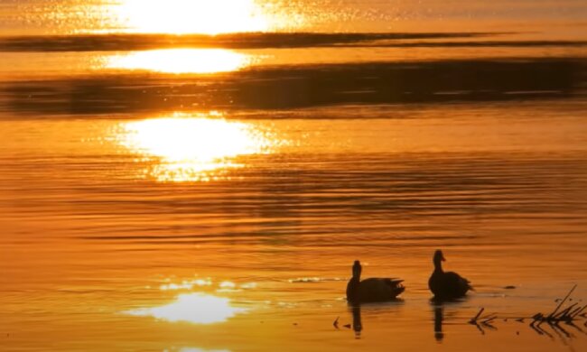 Природа. Фото: скріншот YouTube-відео