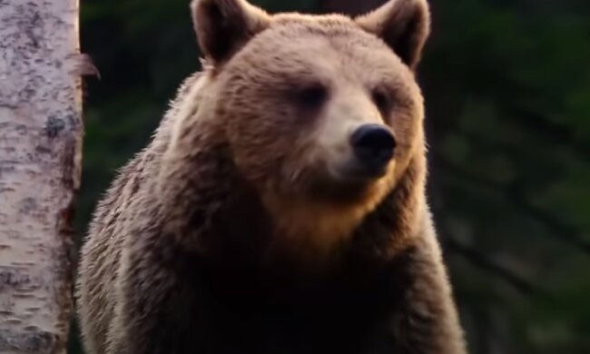 Медведь. Фото: YouTube, скрин